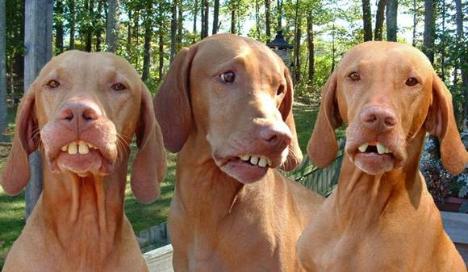 RedneckDogs-468x272.jpg